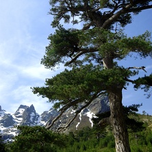 Le Haut-Asco (Corse)